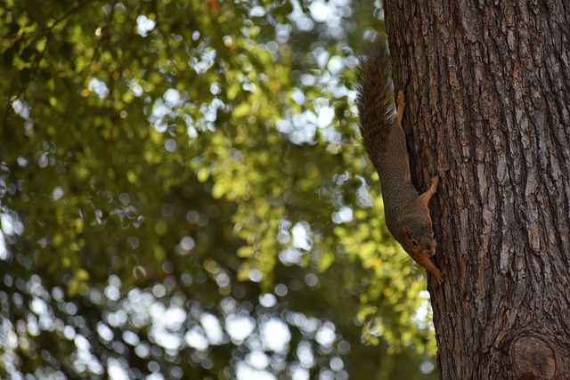 當我開始花 當我開始花